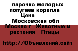 парочка молодых попугаев корелла  › Цена ­ 5 000 - Московская обл., Москва г. Животные и растения » Птицы   